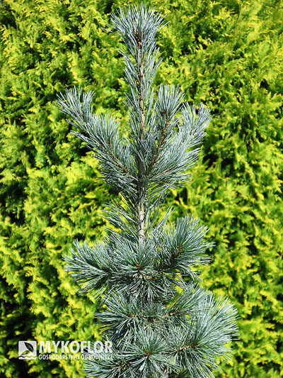Pinus flexilis Firmament – w słoneczny dzień