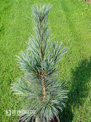 Pinus flexilis Vanderwolf's Pyramid