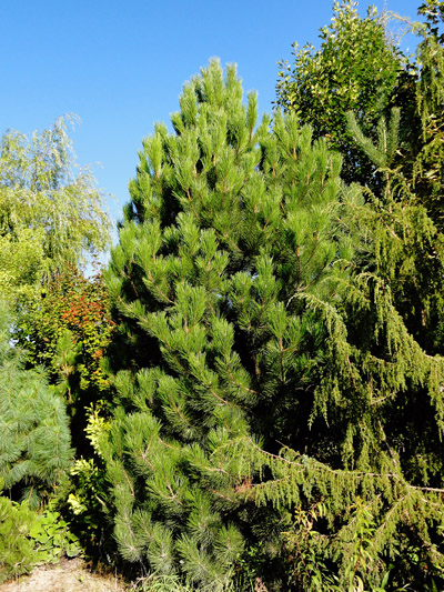 Pinus heldreichii Horak