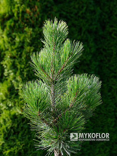 Pinus heldreichii Little Dracula – przykładowy materiał oferowany do sprzedaży
