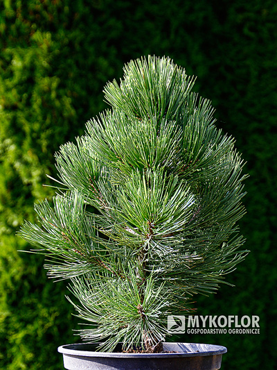 Pinus heldreichii Malinki – przykładowy materiał oferowany do sprzedaży