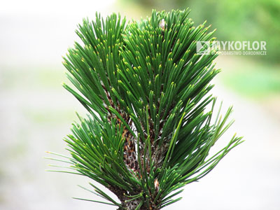 Pinus heldreichii Pirin No 2 – przykładowy materiał oferowany do sprzedaży