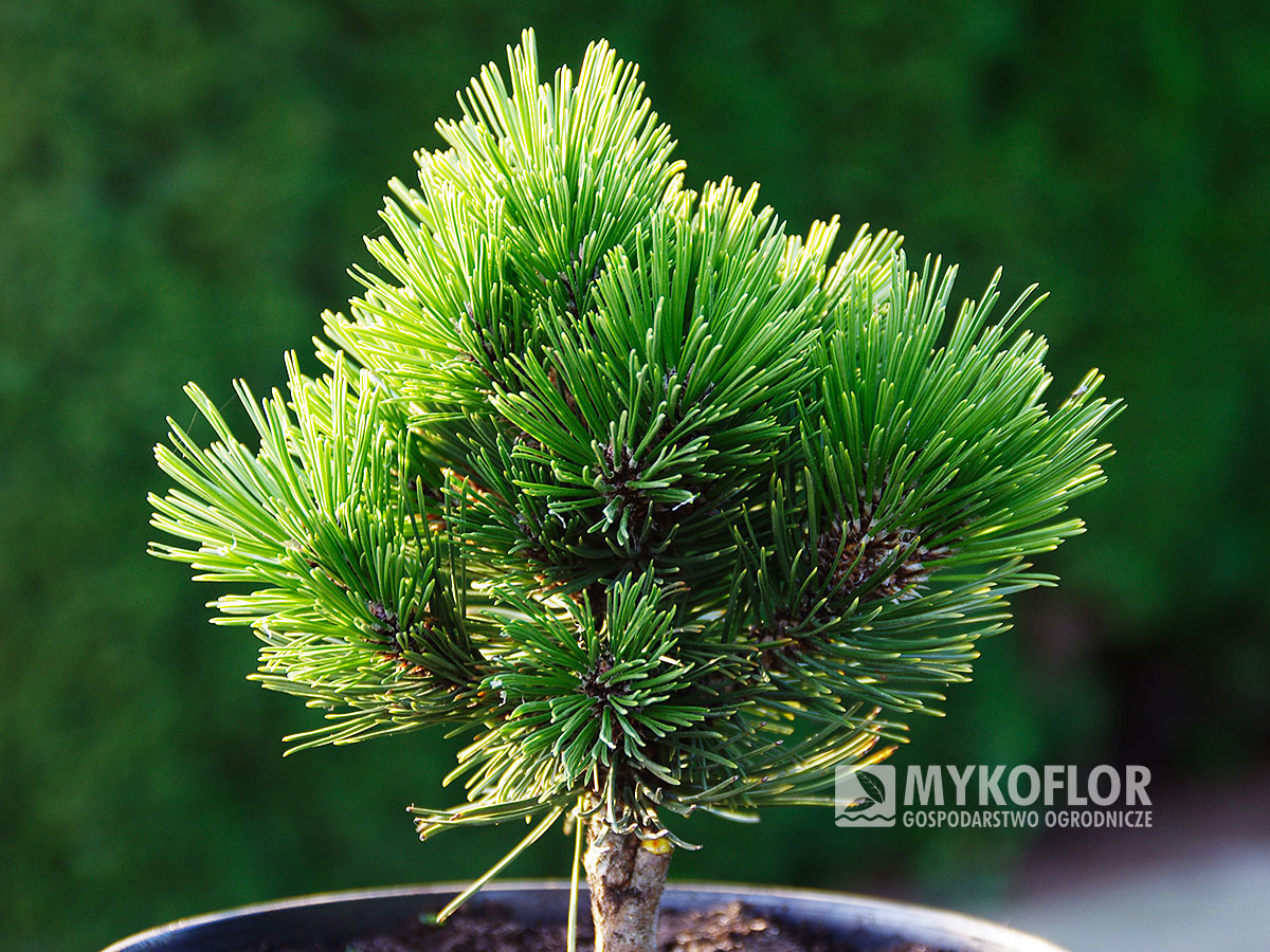 Pinus heldreichii Pirin No 2