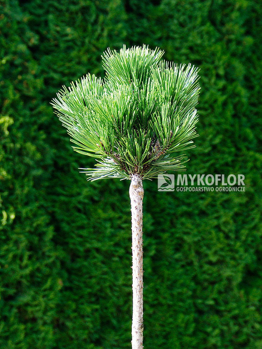 Pinus heldreichii Smidtii – przykładowy materiał oferowany do sprzedaży