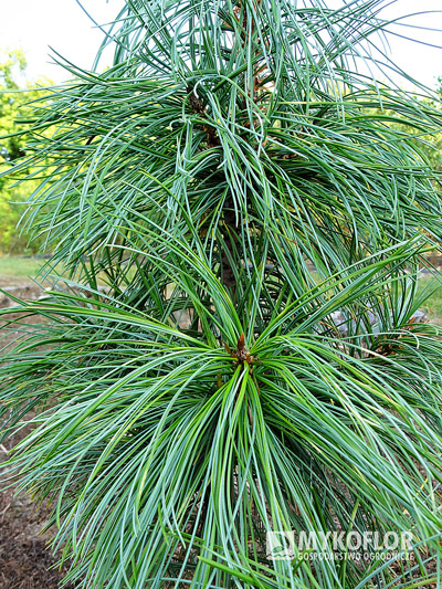 Pinus koraiensis Morris Blue