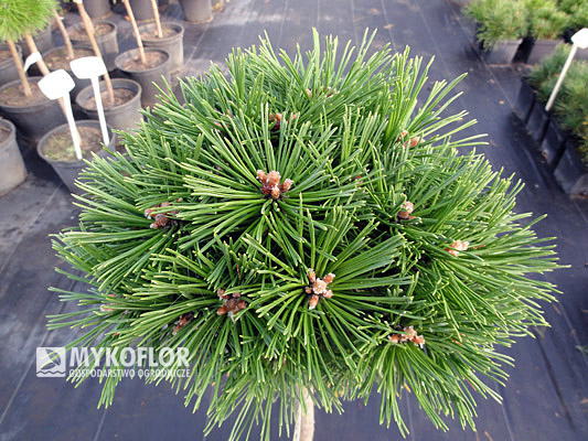 Pinus mugo Benjamin Pa 60cm