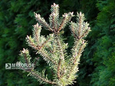 Pinus mugo Brevifolia