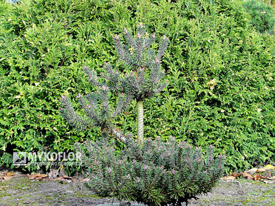 Pinus mugo Brevifolia