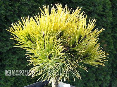 Pinus mugo Carsten 2