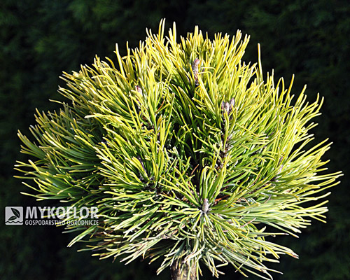 Pinus mugo Carsten Pa 40cm