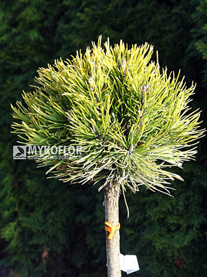Pinus mugo Carsten Pa 40cm