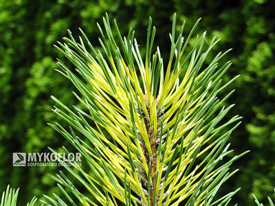 Pinus mugo Chameleon