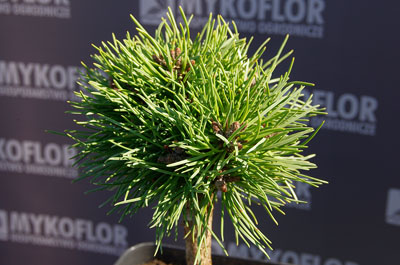 Pinus mugo Exelence – zbliżenie