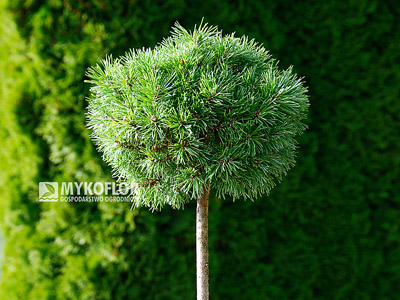 Pinus mugo Fischleinboden – roślina zaszczepiona na niewysokim pieńku