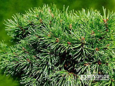 Pinus mugo Fischleinboden – zbliżenie igieł