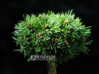 Pinus mugo Humpy Jos – przykładowy materiał oferowany do sprzedaży