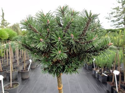 Pinus mugo Humpy Pa 80cm