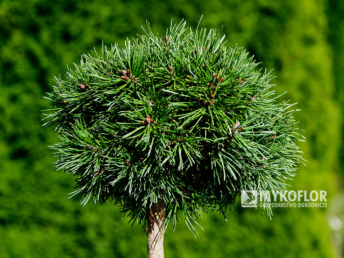 Pinus mugo Hvoždany – roślina zaszczepiona na pniu