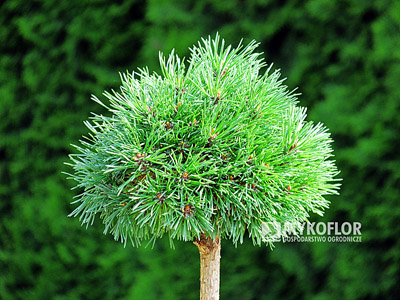 Pinus mugo Hvoždany – roślina zaszczepiona na pniu