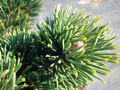 Pinus mugo Jacobsen