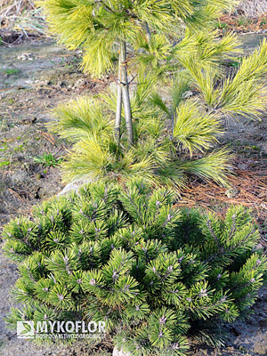 Pinus mugo Kobold