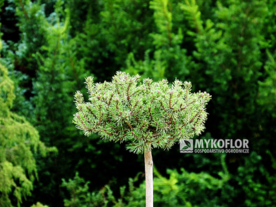 Pinus mugo Little Boy – roślina zaszczepiona na pniu