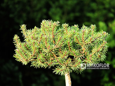 Pinus mugo Little Boy – roślina zaszczepiona na pniu