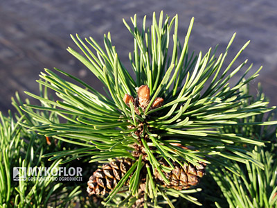 Pinus mugo Little Lady