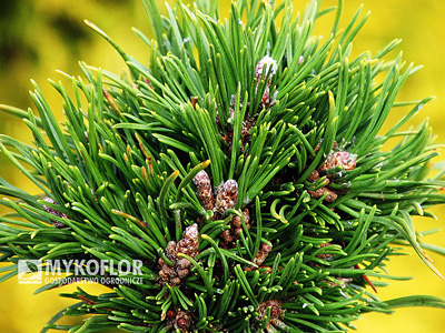 Pinus mugo Manuel – pąki i igła