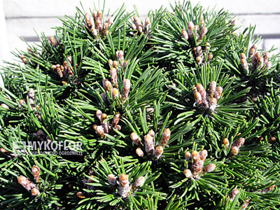 Pinus mugo Mini Mini