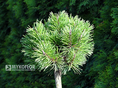 Pinus mugo Mini Mops