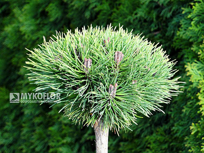 Pinus mugo Minikin Pa 40cm