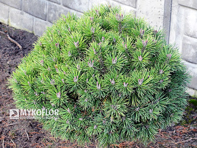 Pinus mugo Minikin Pa 40cm
