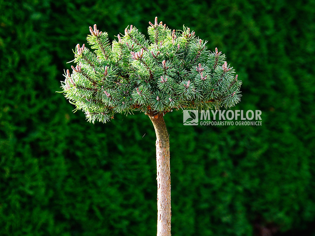 Pinus mugo Minima Kalous – roślina zaszczepiona na pniu o wysokości 40 cm