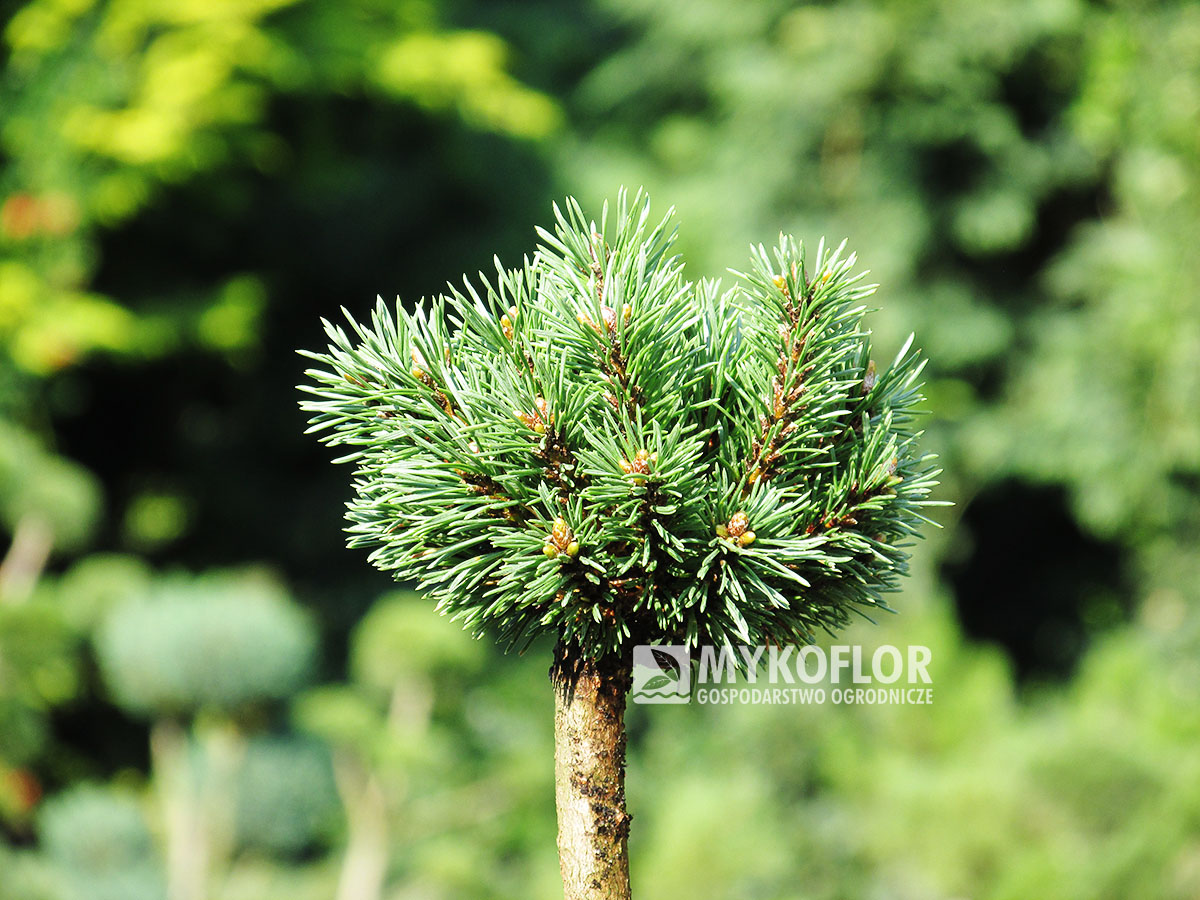 Pinus mugo Mops Dlouhý Důl – przykładowy materiał oferowany do sprzedaży