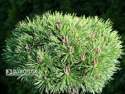 Pinus mugo Mops Midget
