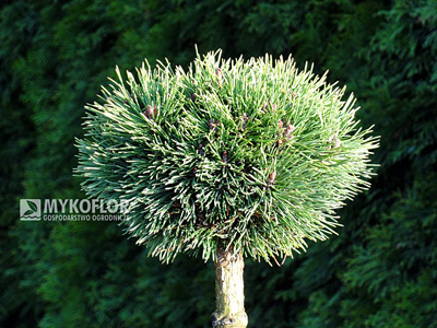 Pinus mugo Mops Midget Pa 40cm