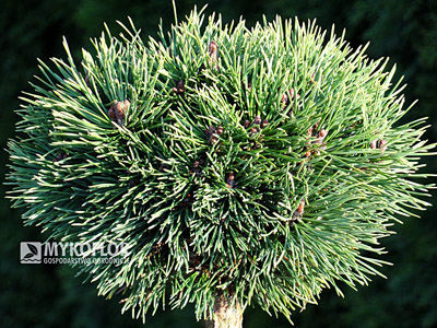 Pinus mugo Mops Midget Pa 40cm