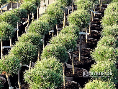 Pinus mugo Mops Midget Pa 40cm