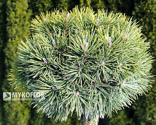 Pinus mugo Mops Pa 40cm