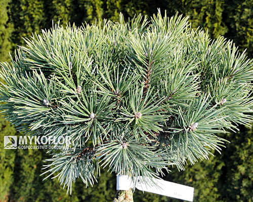 Pinus mugo Mops Pa 60cm