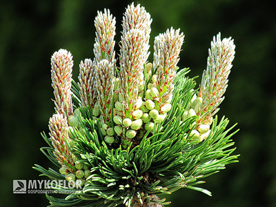 Pinus mugo Sherwood Compact – młode przyrosty i kwiatostany
