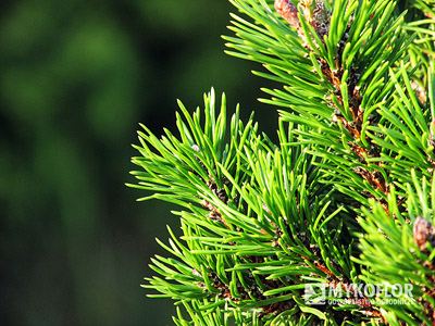 Pinus mugo Short Needle – zbliżenie igieł