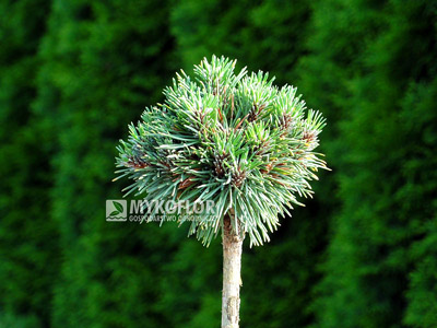Pinus mugo subsp. uncinata Absolut