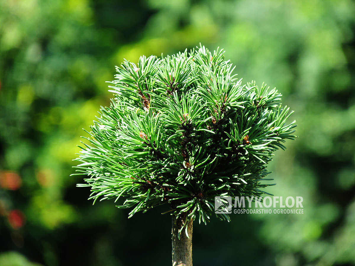 Pinus mugo subsp. uncinata Altair (San Sebastian 362) – przykładowy materiał oferowany do sprzedaży
