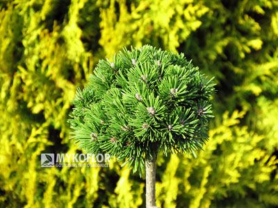 Pinus mugo subsp. uncinata Baby – roślina zaszczepiona na pniu