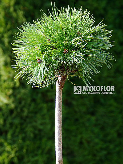 Pinus mugo subsp. uncinata Borkovice 7 zaszczepiona na pniu o wysokości 40 cm