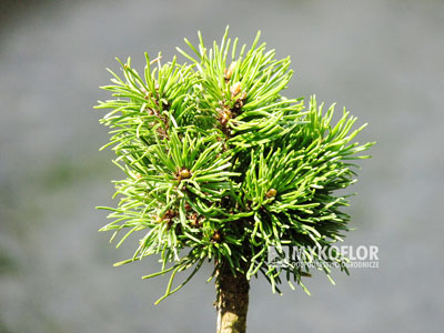Pinus mugo subsp. uncinata Cäsar – przykładowy materiał oferowany do sprzedaży