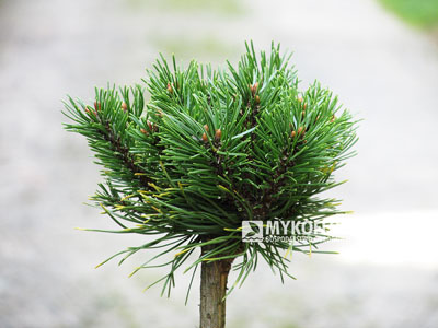 Pinus mugo subsp. uncinata Cipisek (San Sebastian 403) – przykładowy materiał oferowany do sprzedaży