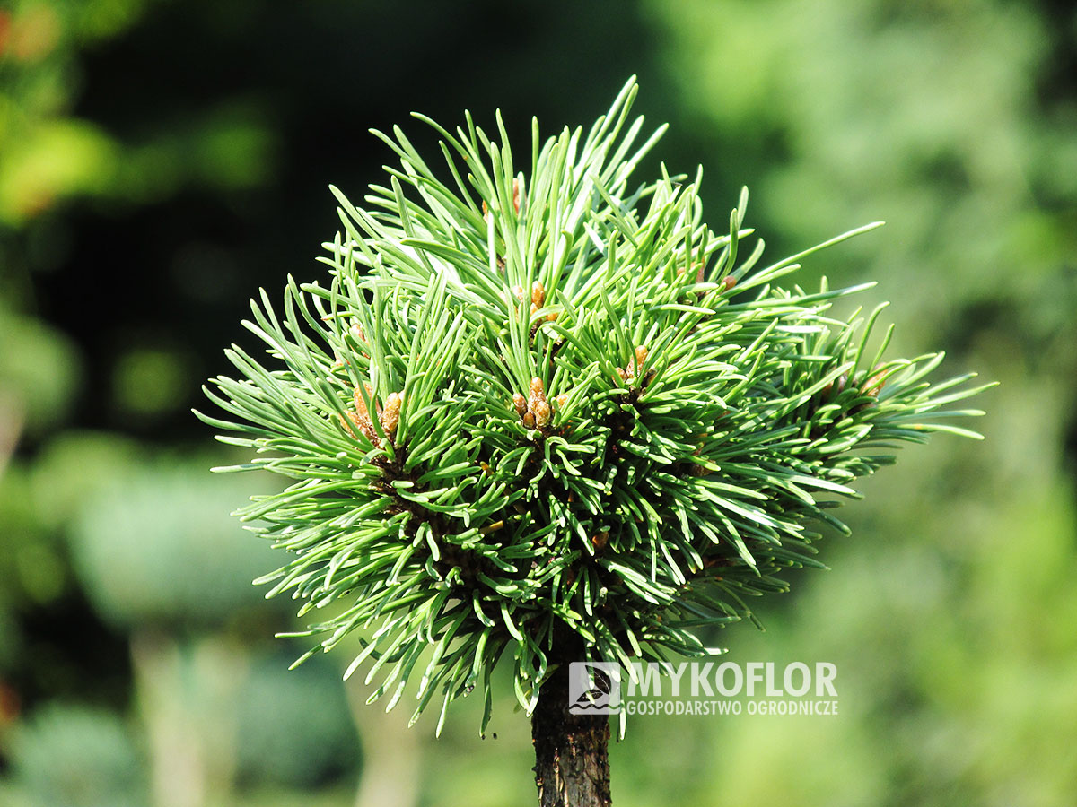 Pinus mugo subsp. uncinata Diblik (San Sebastian 950) – przykładowy materiał oferowany do sprzedaży
